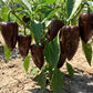 40 MULATO ISLENO PEPPER Brown Mildly Hot Ancho Poblano Capsicum Vegetable Seeds