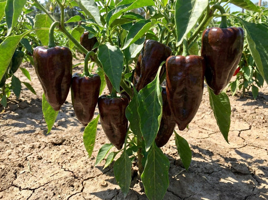 40 MULATO ISLENO PEPPER Brown Mildly Hot Ancho Poblano Capsicum Vegetable Seeds