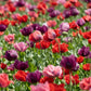 1000 PEPPERBOX POPPY MIX Papaver Somniferum Mixed Colors Red Violet Flower Seeds