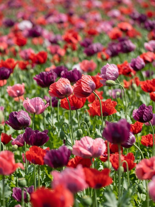 1000 PEPPERBOX POPPY MIX Papaver Somniferum Mixed Colors Red Violet Flower Seeds