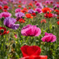 1000 PEPPERBOX POPPY MIX Papaver Somniferum Mixed Colors Red Violet Flower Seeds