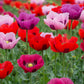 1000 PEPPERBOX POPPY MIX Papaver Somniferum Mixed Colors Red Violet Flower Seeds