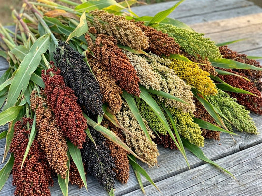 50 BROOMCORN Colored Uprights SORGHUM BICOLOR Mixed Colors Seeds