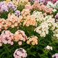 100 PHLOX OF SHEEP Pastel Mix Phlox Drummondii Multicolor Flower Seeds