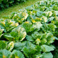 3000 FLORIDA BROADLEAF MUSTARD Brassica Juncea Herb Vegetable Seeds