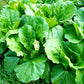 3000 FLORIDA BROADLEAF MUSTARD Brassica Juncea Herb Vegetable Seeds
