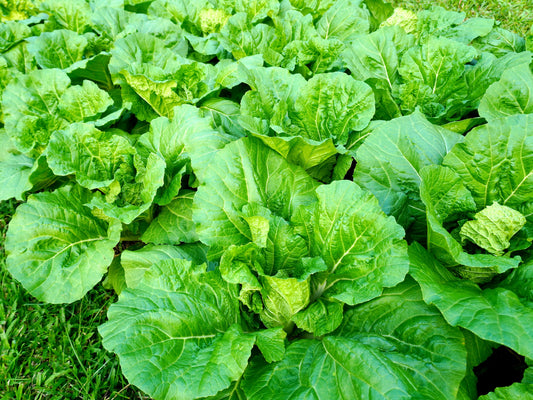 3000 FLORIDA BROADLEAF MUSTARD Brassica Juncea Herb Vegetable Seeds