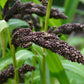 150 JAPANESE MILLET Billion Dollar Grass Grain Echinochloa Frumentacea Seeds