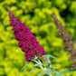 100 MIXED Colors BUTTERFLY BUSH Buddleja Davidii Flower Shrub Seeds