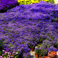 200 Lavender & White MRS CLIBRAN LOBELIA Erinus Flower Seeds