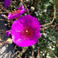 50 RED ROCK PURSLANE ' Ruby Tuesday ' Calandrinia Umbellata Magenta Flower Herb Seeds