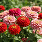 250 EXQUISITE ZINNIA Elegans Changes Color Red - Hot Pink Pale Pink Flower Seeds