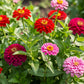 250 EXQUISITE ZINNIA Elegans Changes Color Red - Hot Pink Pale Pink Flower Seeds