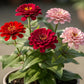 250 EXQUISITE ZINNIA Elegans Changes Color Red - Hot Pink Pale Pink Flower Seeds