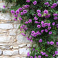 5 PURPLE CLIMBING ROSE Rosa Bush Vine Climber Fragrant Butterfly Flower Seeds