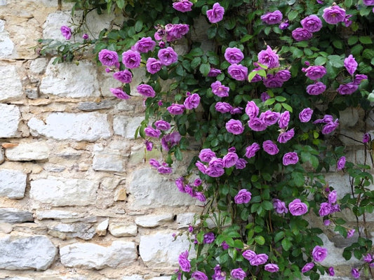 5 PURPLE CLIMBING ROSE Rosa Bush Vine Climber Fragrant Butterfly Flower Seeds