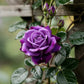 5 PURPLE CLIMBING ROSE Rosa Bush Vine Climber Fragrant Butterfly Flower Seeds