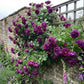 5 PURPLE CLIMBING ROSE Rosa Bush Vine Climber Fragrant Butterfly Flower Seeds