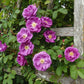 5 PURPLE CLIMBING ROSE Rosa Bush Vine Climber Fragrant Butterfly Flower Seeds
