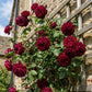 5 BURGUNDY CLIMBING ROSE Red Rosa Bush Vine Climber Fragrant Flower Seeds