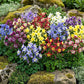 100 DWARF COLUMBINE MIX Aquilegia Vulgaris Mixed Colors Flower Seeds
