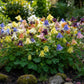100 DWARF COLUMBINE MIX Aquilegia Vulgaris Mixed Colors Flower Seeds