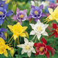 100 DWARF COLUMBINE MIX Aquilegia Vulgaris Mixed Colors Flower Seeds