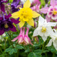 100 DWARF COLUMBINE MIX Aquilegia Vulgaris Mixed Colors Flower Seeds