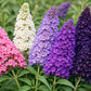 100 MIXED Colors BUTTERFLY BUSH Buddleja Davidii Flower Shrub Seeds