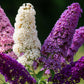 100 MIXED Colors BUTTERFLY BUSH Buddleja Davidii Flower Shrub Seeds