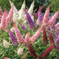 100 MIXED Colors BUTTERFLY BUSH Buddleja Davidii Flower Shrub Seeds