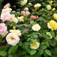 25 Mixed Colors ANGEL WINGS Miniature ROSE Bush Mix Rosa Chinensis Flower Seeds