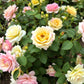 25 Mixed Colors ANGEL WINGS Miniature ROSE Bush Mix Rosa Chinensis Flower Seeds