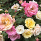 25 Mixed Colors ANGEL WINGS Miniature ROSE Bush Mix Rosa Chinensis Flower Seeds