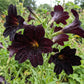 25 Chilean BLACK PAINTED TONGUE Salpiglossis Sinuata Paisley Flower Seeds