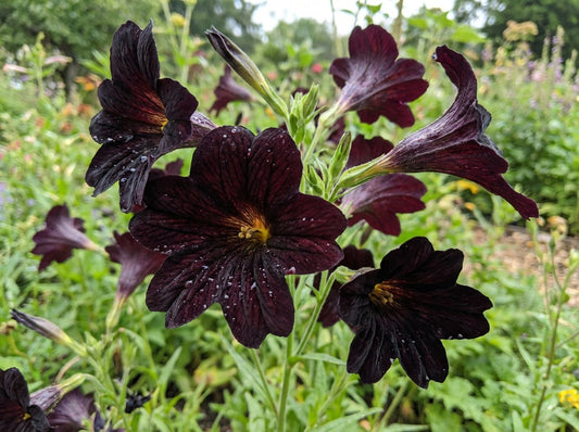 25 Chilean BLACK PAINTED TONGUE Salpiglossis Sinuata Paisley Flower Seeds