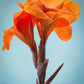 5 ORANGE CANNA LILY Indian Shot Arrowroot Canna Indica Flower Seeds