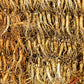 15 Asian KOREAN GINSENG Panax Shade Chinese Herb Seeds