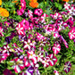 100 STAR MIX PETUNIA Mixed Colors Petunia Violacea Flower Seeds Red Blue Purple