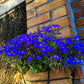 200 Electric Blue MONSOON LOBELIA Erinus Flower Seeds