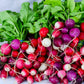 500 Mixed Colors EASTER EGG RADISH Raphanus Sativus Vegetable Seeds