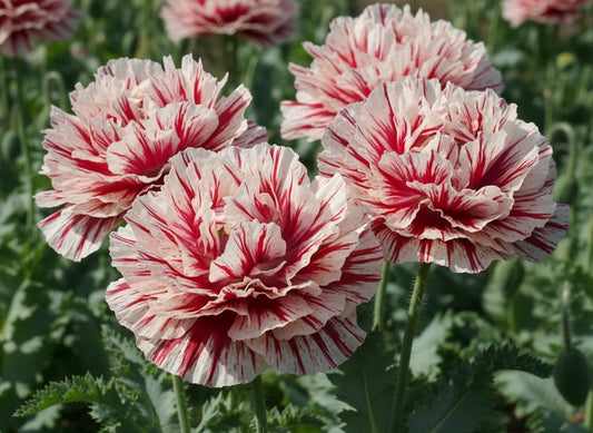 100 Flemish Antique PEONY POPPY MIXED Colors  Papaver Peoniflorum Flower Seeds
