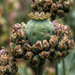 100 HENS and CHICKS Poppy Hens & Chickens Breadseed Lettuce Leaf Papaver Somniferum Flower Seeds