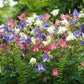 100 MIXED EUROPEAN COLUMBINE Aquilegia Flower Seeds