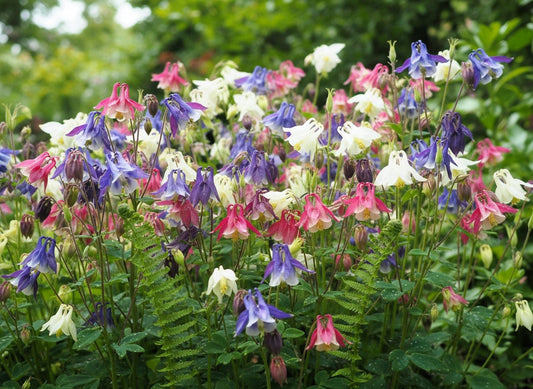 100 MIXED EUROPEAN COLUMBINE Aquilegia Flower Seeds