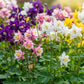 100 MIXED EUROPEAN COLUMBINE Aquilegia Flower Seeds