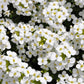 800 WHITE ALPINE ROCKCRESS Aubrieta Rock Cress Arabis Alpina Flower Seeds