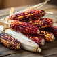 50 Indian MINI MIX CORN Miniature 4" Ears Ornamental Zea Mays Vegetable Seeds