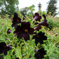 25 Chilean BLACK PAINTED TONGUE Salpiglossis Sinuata Paisley Flower Seeds