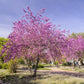 20 Eastern REDBUD TREE Cercis Canadensis Pink Flowering Native Tree Seeds